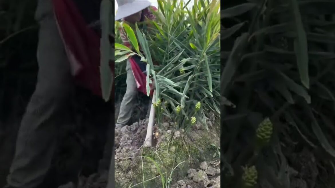 Smart work    #cactus #agriculture #aloevera #flower #roses #garden #tips #satisfying  #asrm #tricks