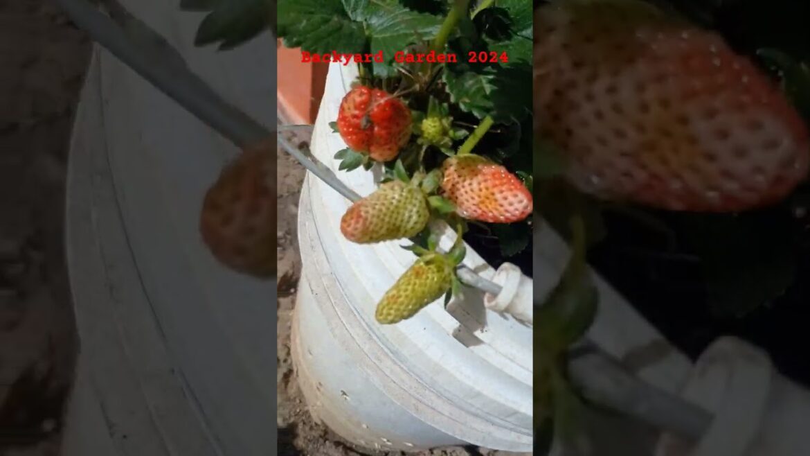 Backyard Garden and Greenhouse Tour 2024 Backyard Garden and Greenhouse Tour 2024