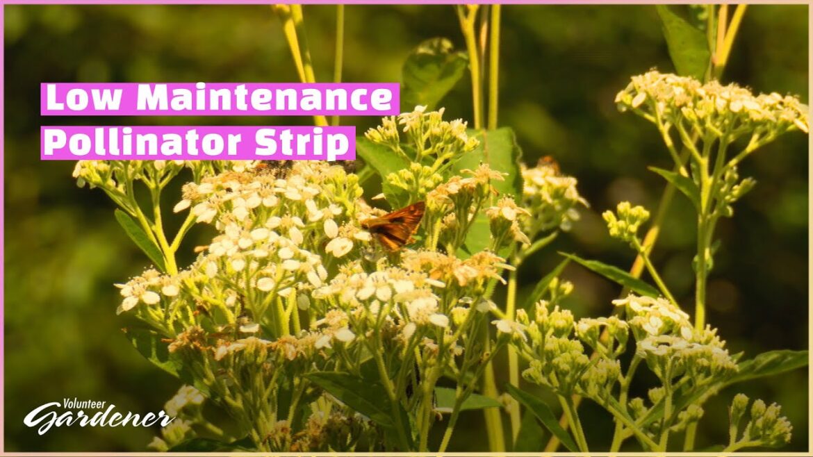 Planting for Pollinators | Volunteer Gardener Planting for Pollinators | Volunteer Gardener