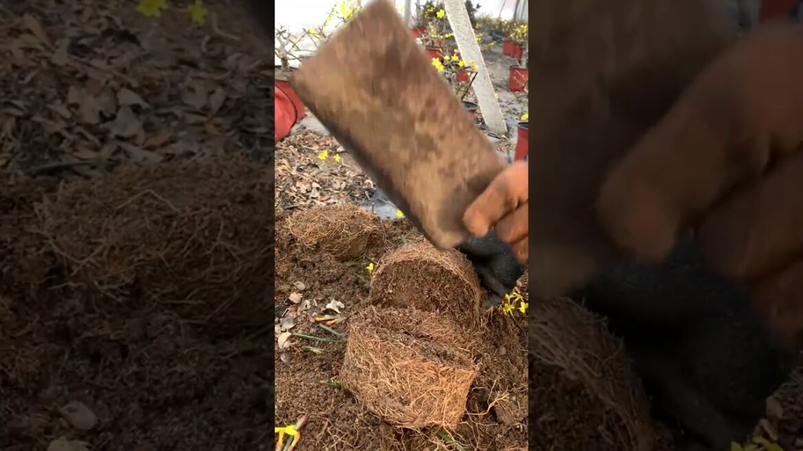 Amazing work  #agriculture #aloevera #flower  #redroses #garden #tips   #satisfying  #asrm #tricks