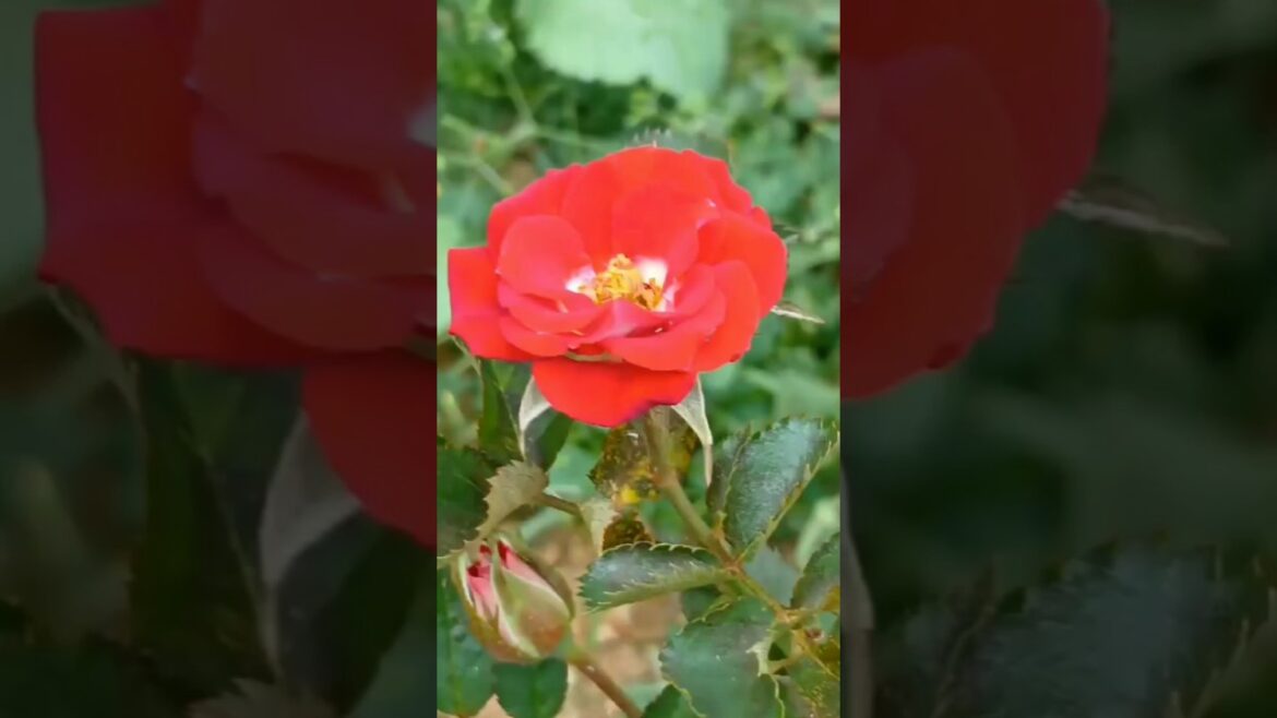 Beautiful Rose #gardening #youtubeshorts