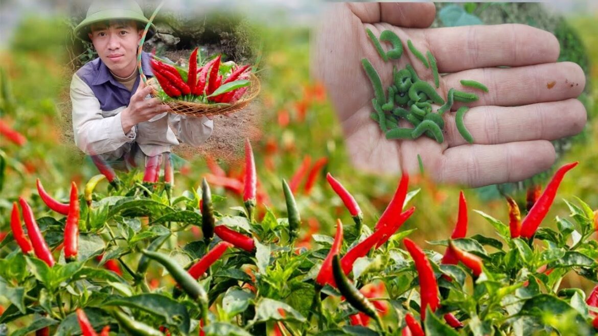 FULL VIDEO: 30 Days Garden Renovation & Vegetable Gardening | Dương Miền Núi FULL VIDEO: 30 Days Garden Renovation & Vegetable Gardening | Dương Miền Núi