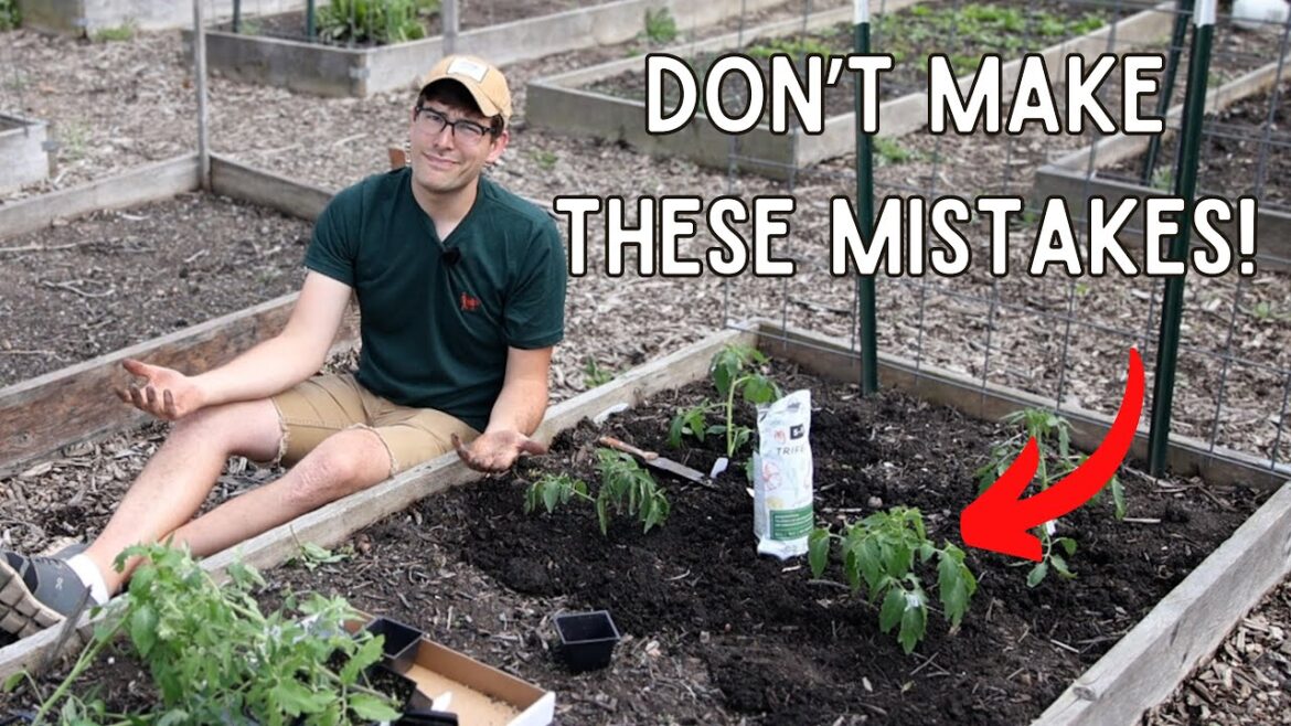 MIgardener: From Beginner to Pro Secrets to Perfect Tomatoes Revealed – AVOID These Mistakes From Beginner to Pro Secrets to Perfect Tomatoes Revealed - AVOID These Mistakes