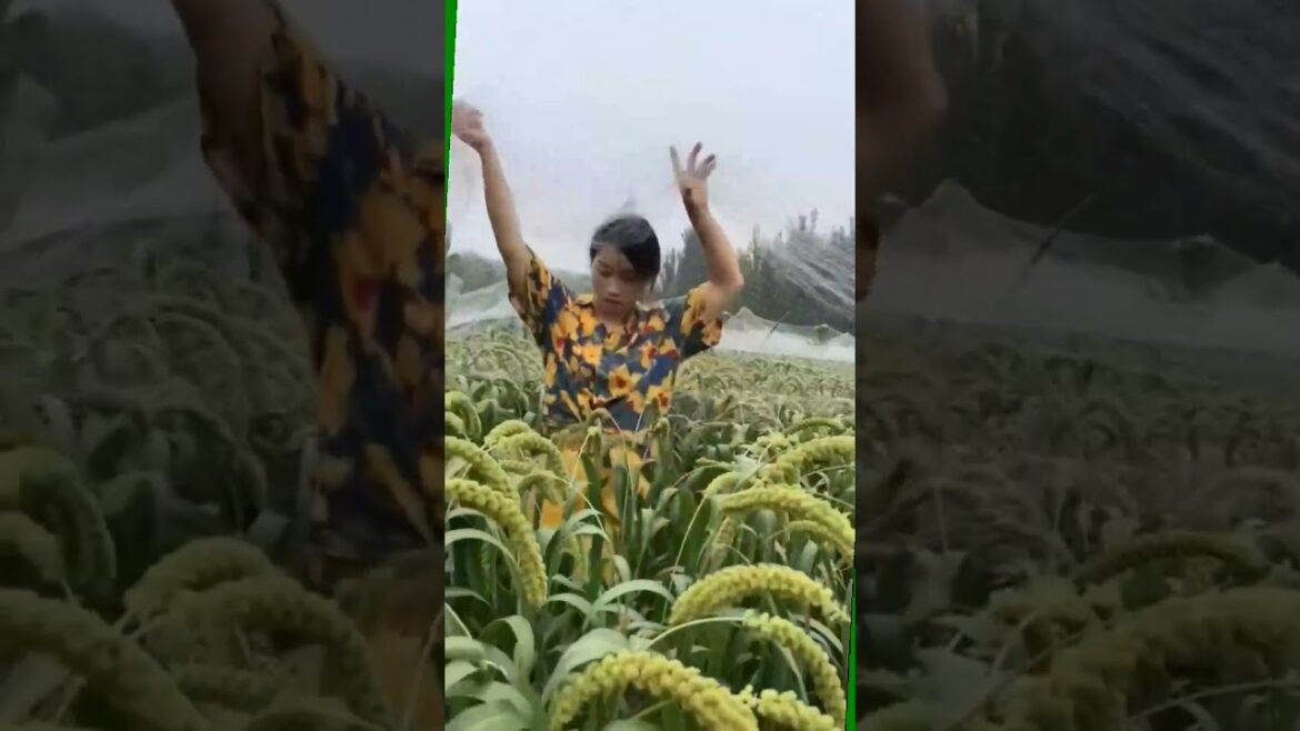 Amazing work  #agriculture #aloevera #flower  #redroses #garden #tips   #satisfying  #asrm #tricks