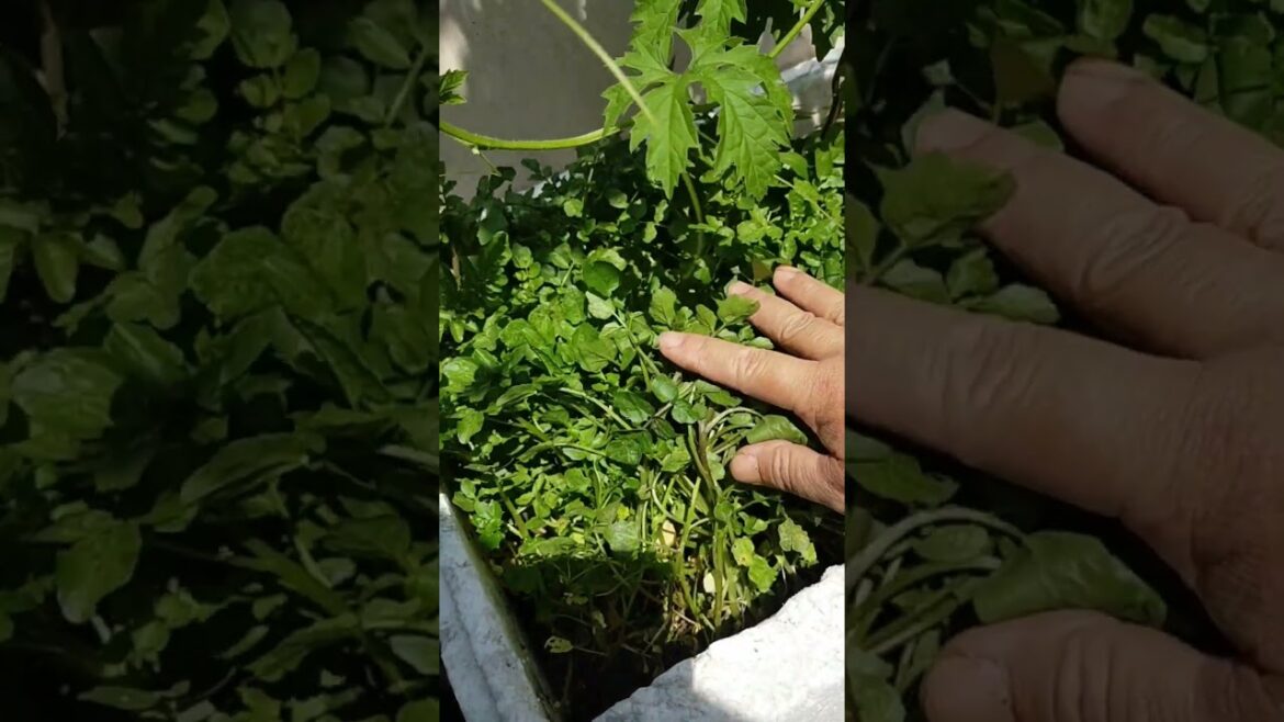 rooftop vegetables garden #vegetables #organic #harvesting