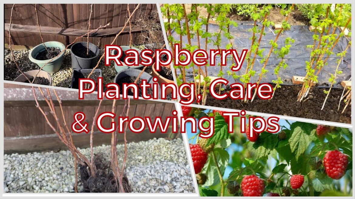 Passionate Gardener : Growing Raspberries in Pots with Planting, Care & Tips for Successful Harvests Passionate Gardener : Growing Raspberries in Pots with Planting, Care & Tips for Successful Harvests