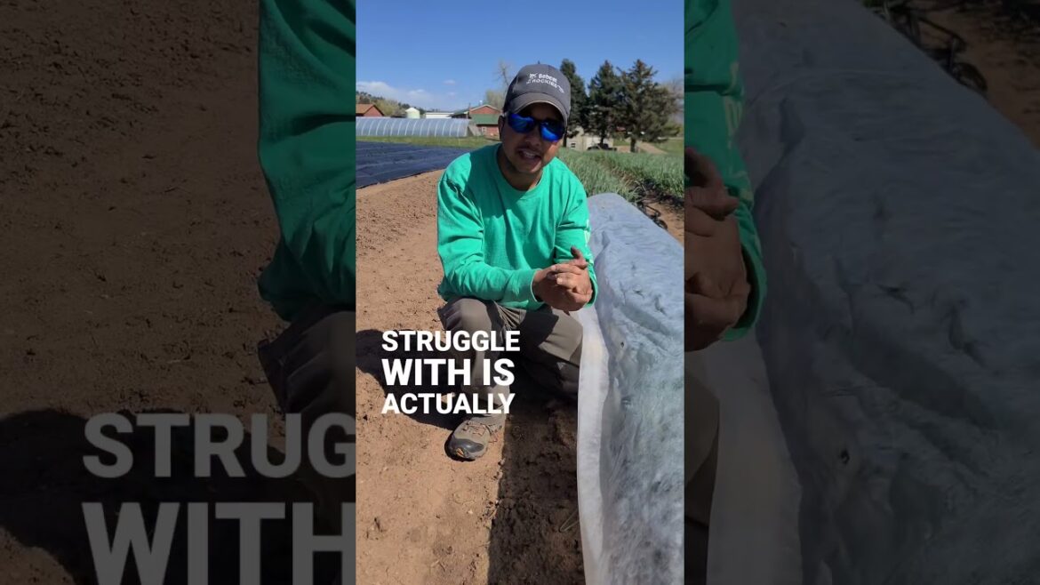 Do you want beautiful Broccoli? #growth #farmer #farming #garden Do you want beautiful Broccoli? #growth #farmer #farming #garden