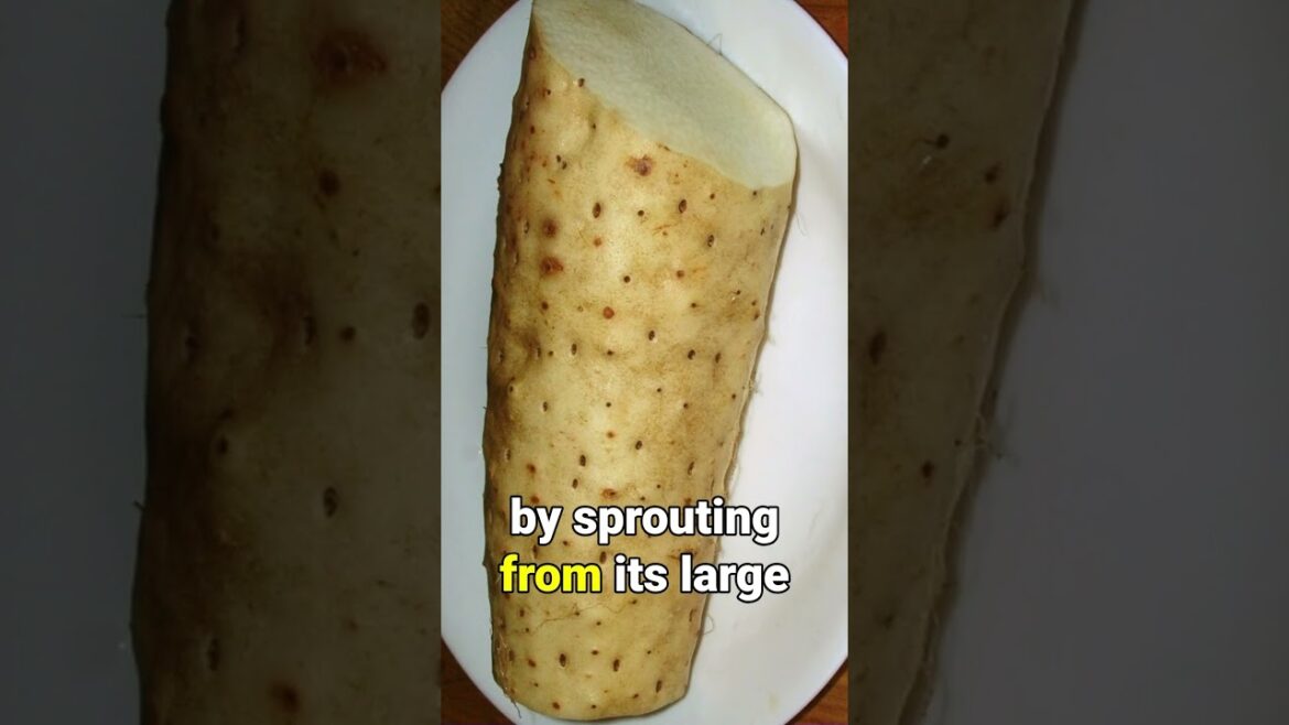 Chinese Yam a FAST Spreading Invasive Vine! Chinese Yam a FAST Spreading Invasive Vine!