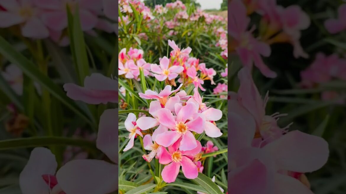 Kaner Flower Plant 🪴 #nature #tranding #youtubeshorts #garden Online Plans Available 🚚