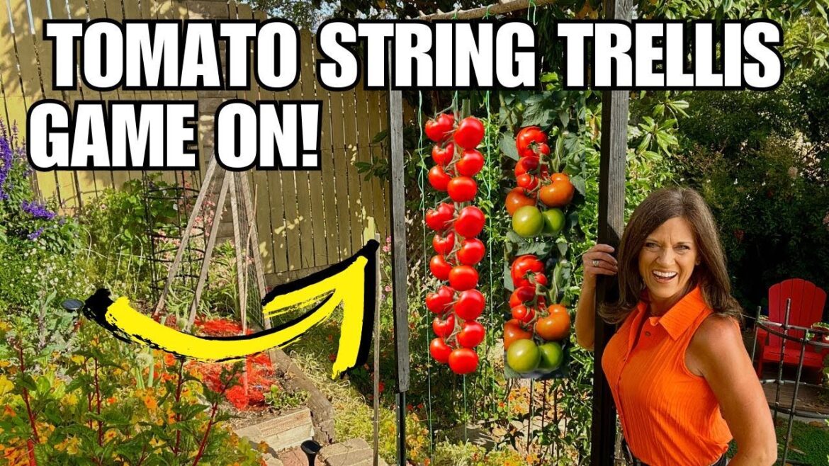 CaliKim: Tomato String Trellis: Game On! Tomato String Trellis: Game On!