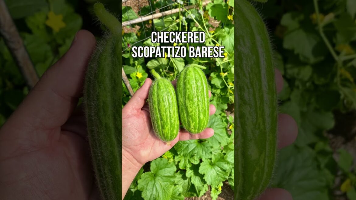 Get The Most Out Of Your Garden By Growing Cucumbers Vertically! Get The Most Out Of Your Garden By Growing Cucumbers Vertically!