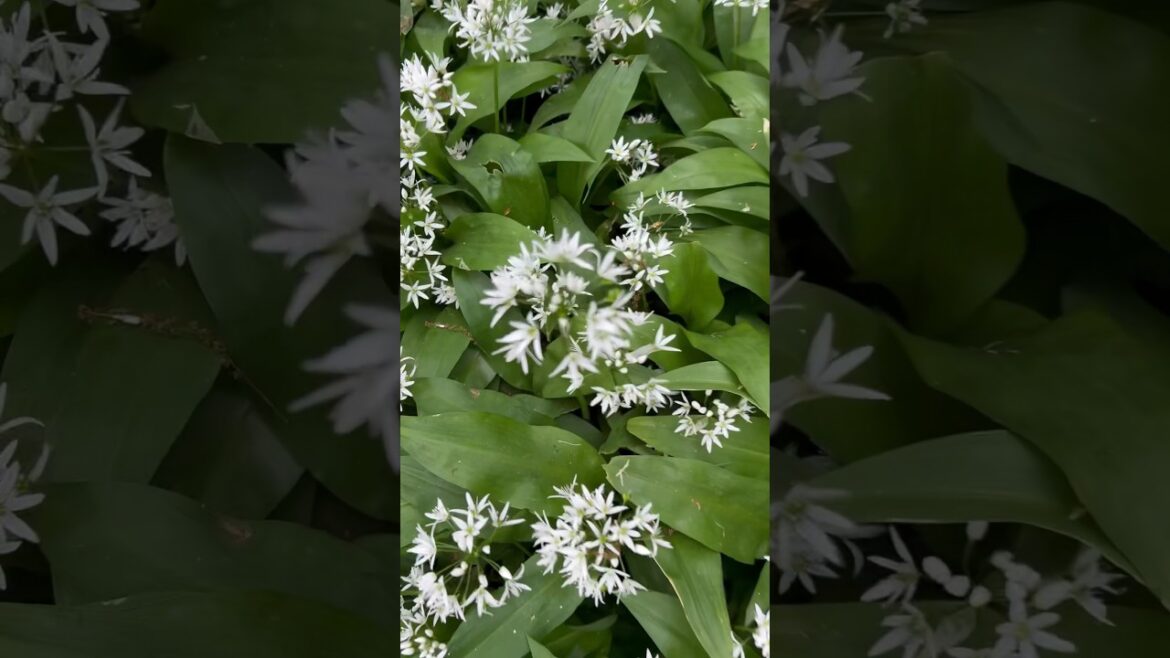 Pretty, edible and tidy flowering plant for a shady area in your garden. #gardening #shadegarden