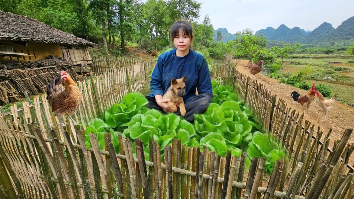 Use Bamboo for vegetable gardening, raising chickens and ducks | Vi Hạnh