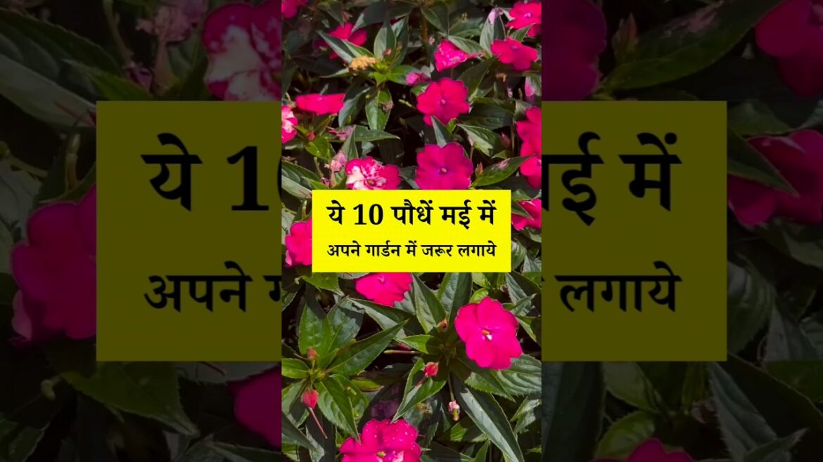 मई के महीने में इन पौधों को जरूर लगाये | May month flower plants #shorts #youtubeshorts #gardening