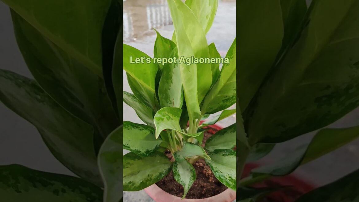 Keep Aglaonema near a window with filtered sunlight🌿🌞direct sunlight❌ #shorts #plants #ytshorts