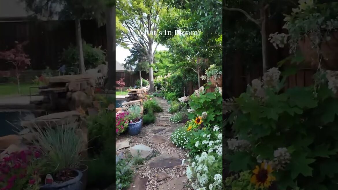 What’s in Bloom Today? #shorts #flowers #gardendesign #texasgardening What’s in Bloom Today? #shorts #flowers #gardendesign #texasgardening