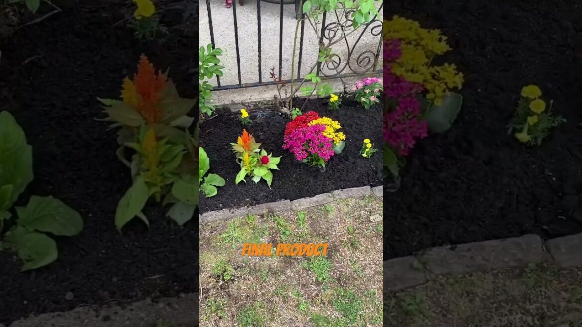 Finally planted 🪴 #like #comment #share #subscribe  #youtubeshorts #gardening #landscape