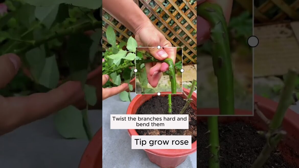 Tips To Get More Branches In Rose Plant 🌼#shorts#shortsfeed