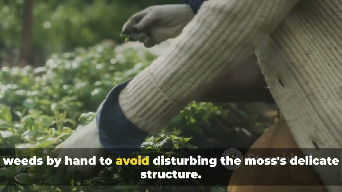 How to Grow a Moss Garden For Beauty and Ease of Maintenance How to Grow a Moss Garden For Beauty and Ease of Maintenance