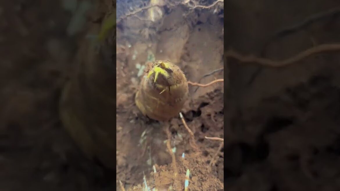 Smart work    #cactus #agriculture #aloevera #flower #roses #garden #tips #satisfying  #asrm #tricks
