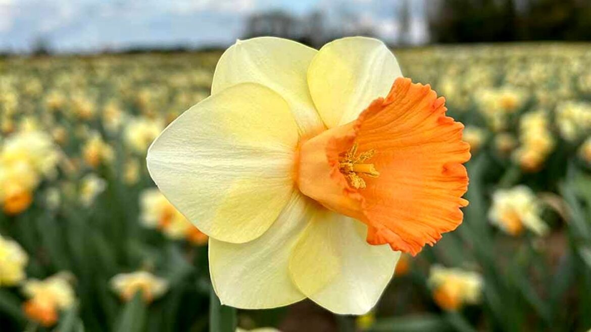 Chelsea Flower Show 2024: garden plants #chelseaflowershow #gardenideas #rhsbridgewater #2024 #viral