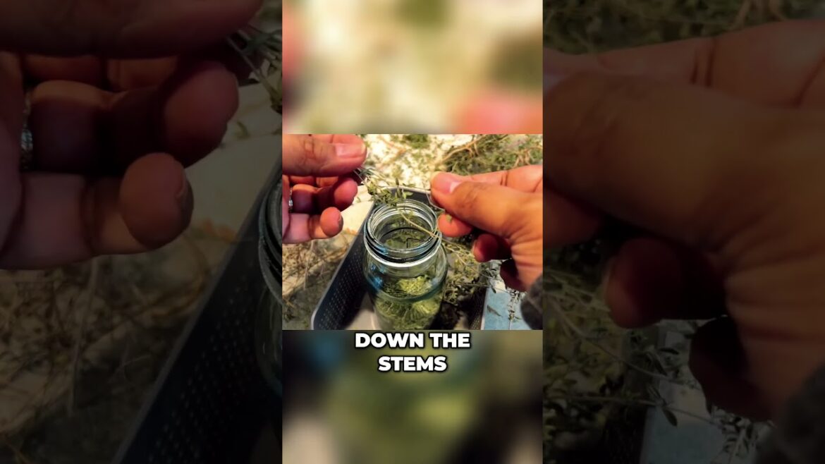 DIY Gardener’s Lotion Bar Infused with Thyme and Calendula for Nourished Hands #garden DIY Gardener's Lotion Bar Infused with Thyme and Calendula for Nourished Hands #garden