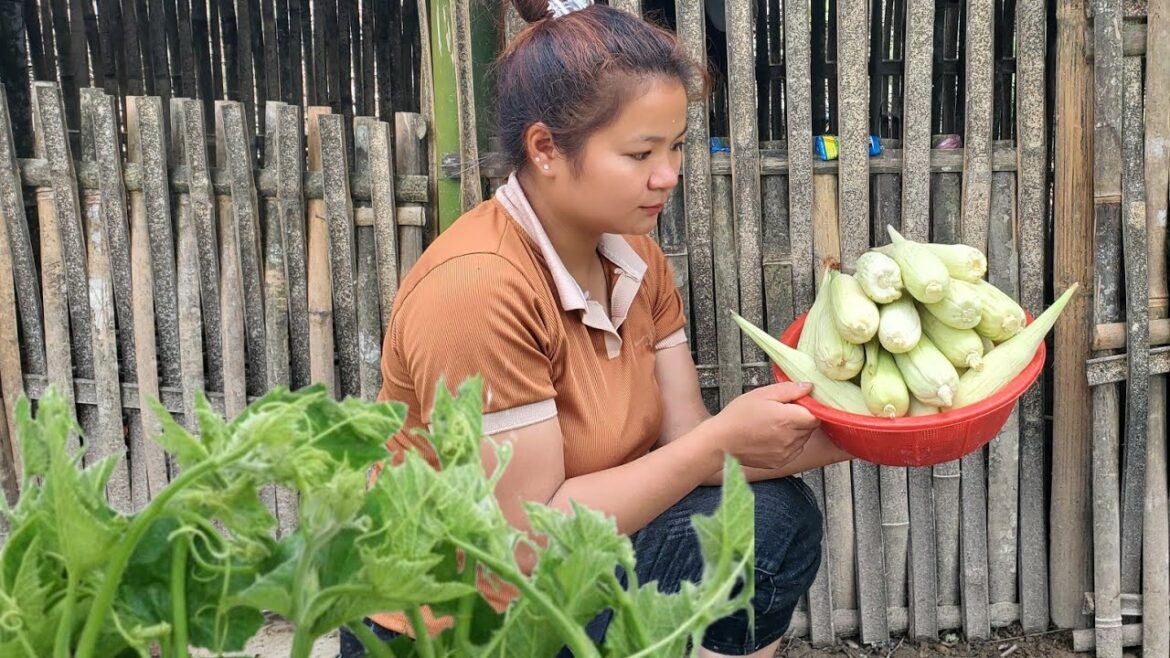 Vegetable gardening grows squash and harvests corn_bàn khé farm Vegetable gardening grows squash and harvests corn_bàn khé farm