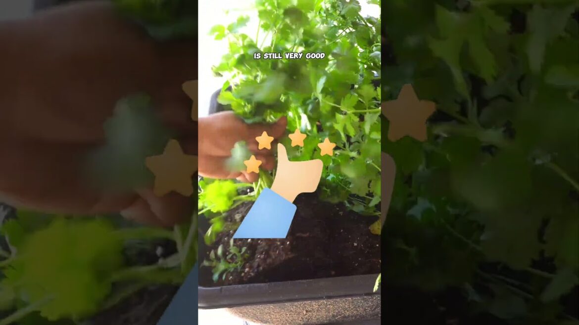 California Gardening: Grow Fresh Cilantro in Your Home Garden! 🌿 #Shorts Grow Fresh Cilantro in Your Home Garden! 🌿 #Shorts