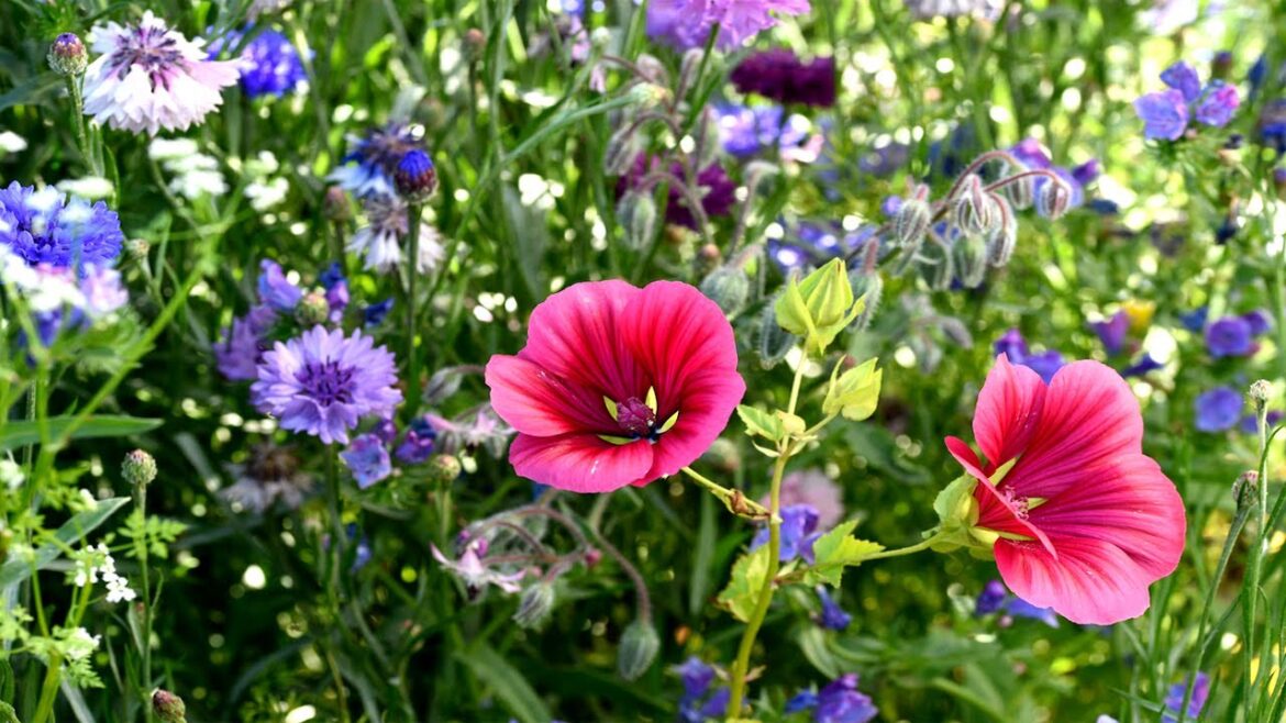 Beautiful garden ideas P1 | Gardeners' World P1#chelseaflowershow #gardenersworld #gardener #viral