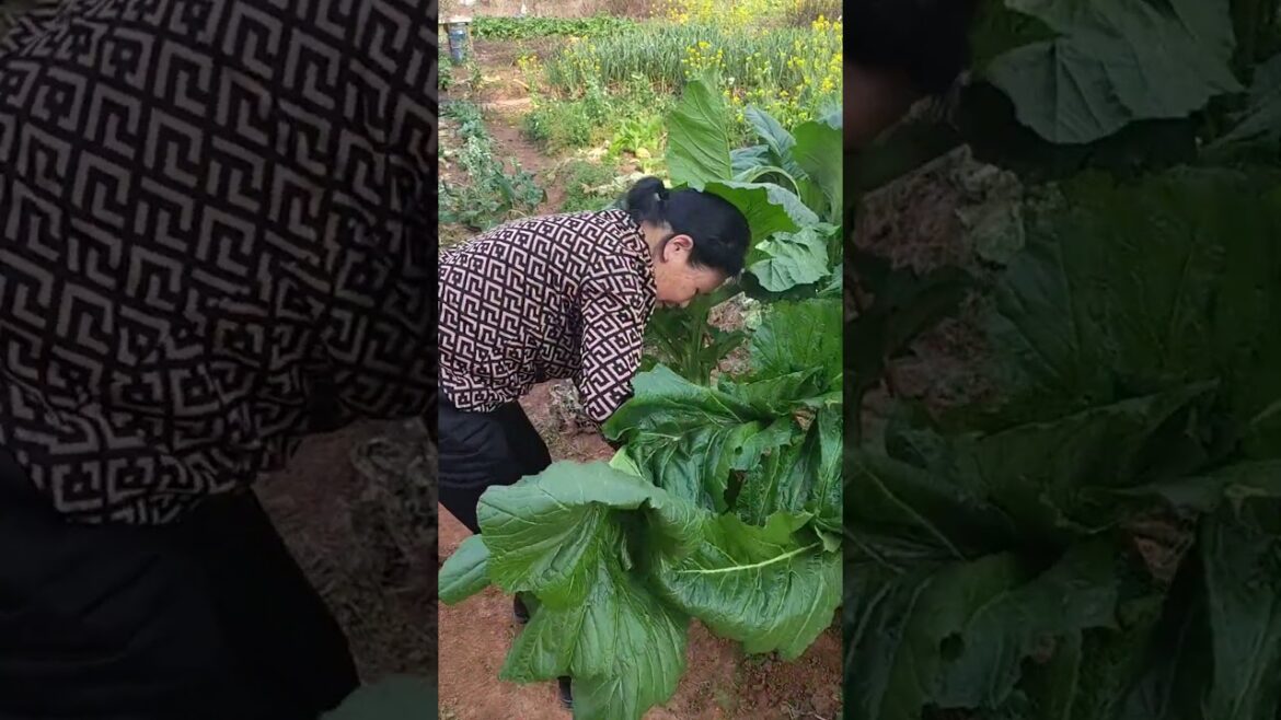 Amazing work  #agriculture #aloevera #flower  #redroses #garden #tips   #satisfying  #asrm #tricks