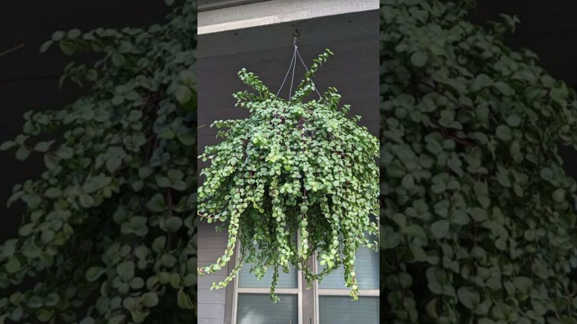 Elegant Garden Baskets Design ideas #myfirsthome #Garden Design ideas