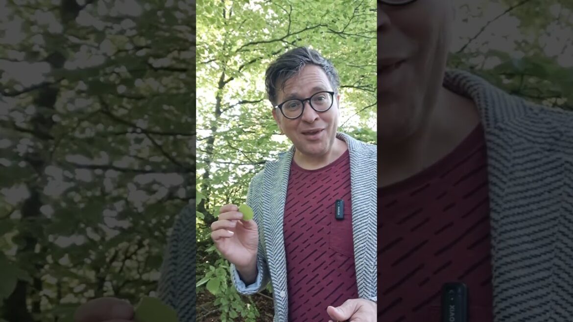 Foraging for Beginners: Beech-leaf Salad