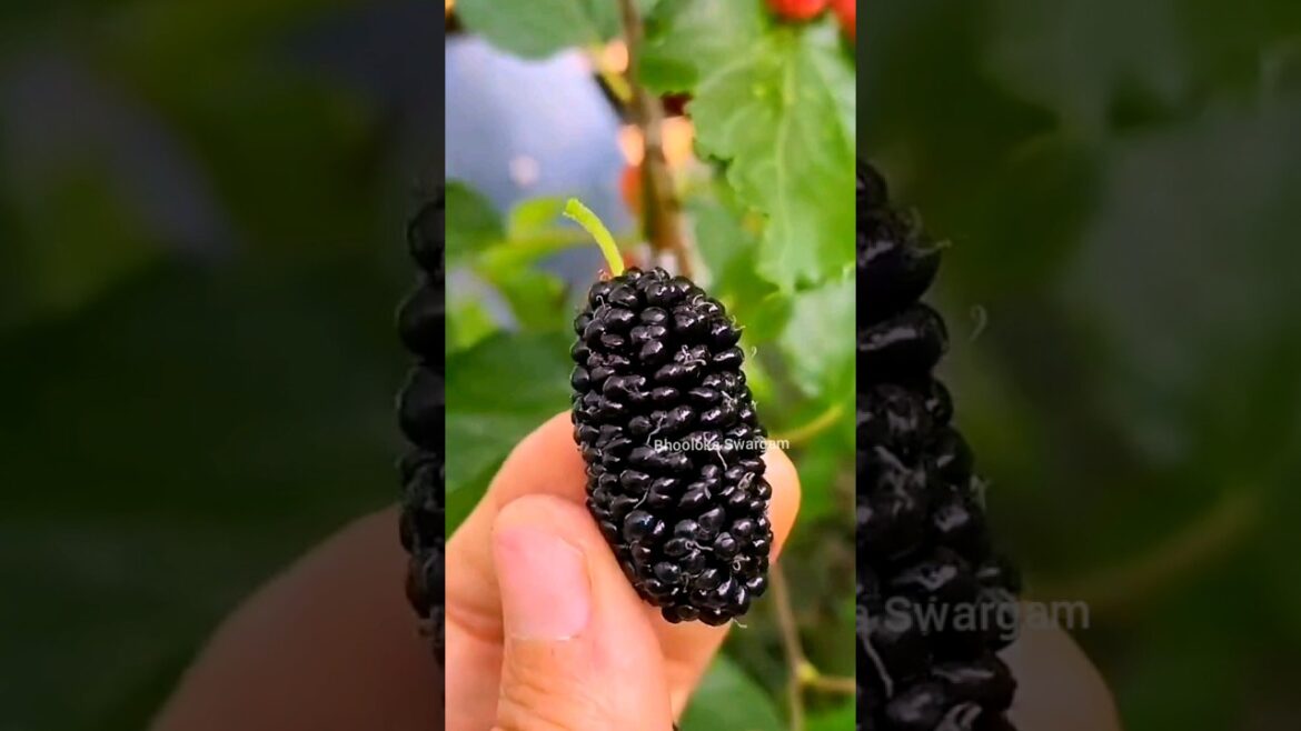 మల్బరీలు Mulberry harvest in terrace garden #harvesting #agriculture #gardening #shortvideo #shorts మల్బరీలు Mulberry harvest in terrace garden #harvesting #agriculture #gardening #shortvideo #shorts