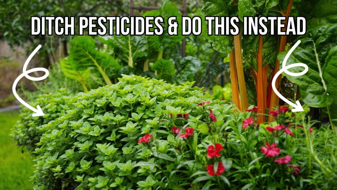 Plant These Herbs to Protect Your Garden from Pests Plant These Herbs to Protect Your Garden from Pests