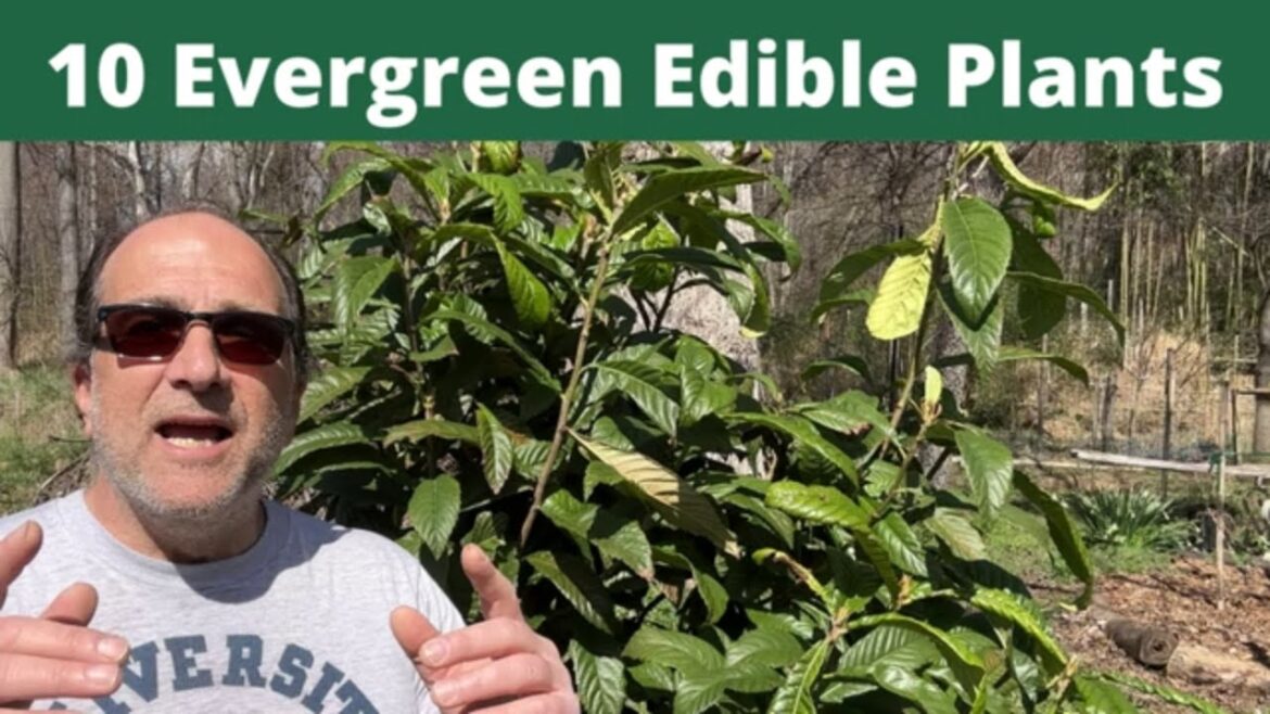 10 EDIBLE EVERGREEN plants for zone 7 or warmer climates! #garden