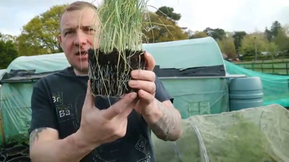 Planting Giant Leeks: Step-by-Step Guide Allotment Gardening UK 2024 Planting Giant Leeks: Step-by-Step Guide Allotment Gardening UK 2024