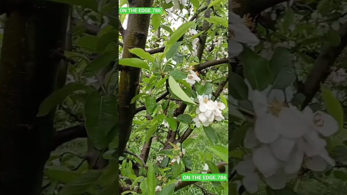 Spring Bliss. #Hindiromaticsongs# Kashmir#edible landscaping Spring Bliss. #Hindiromaticsongs# Kashmir#edible landscaping