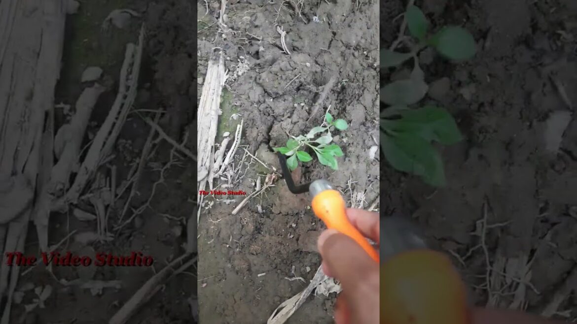 Gardening tools #gardentools #gardening