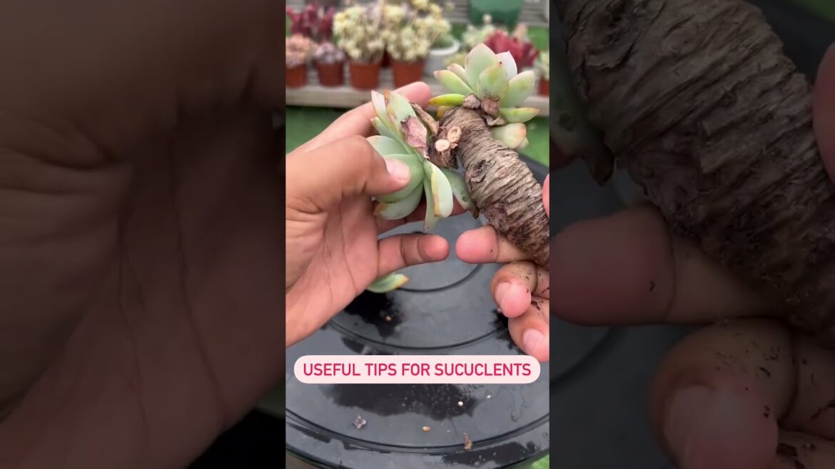 Useful tips for succulents | Plant Gardener #houseplants