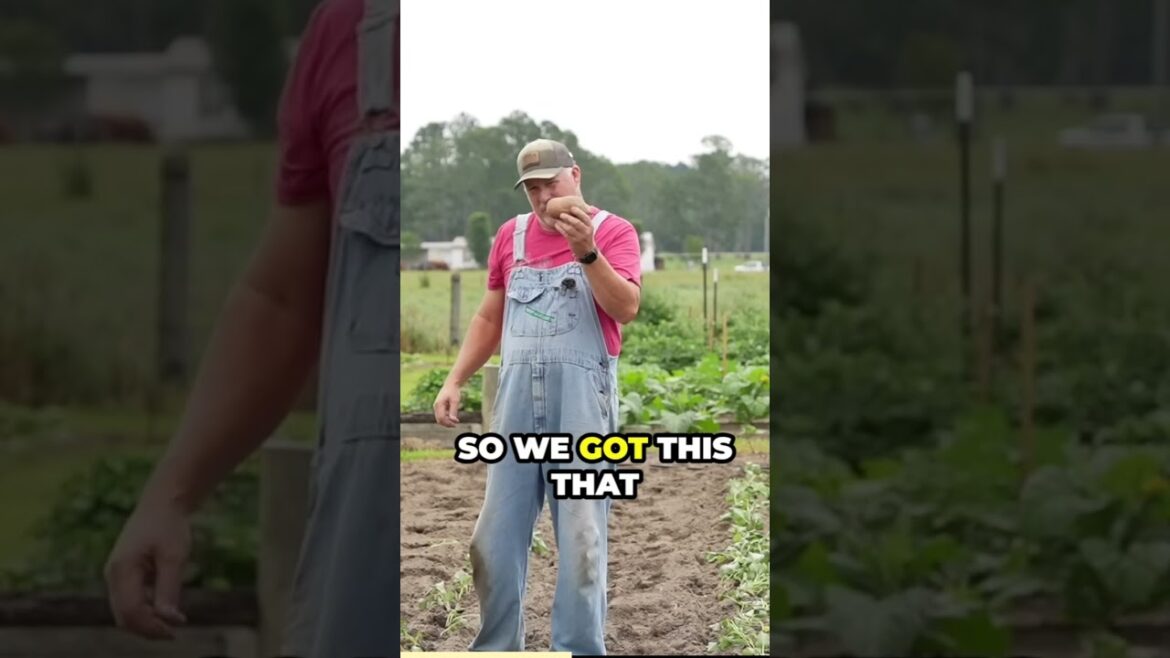 Benefits of Growing Sweet Potatoes! #growhoss #gardeningtips Benefits of Growing Sweet Potatoes! #growhoss #gardeningtips