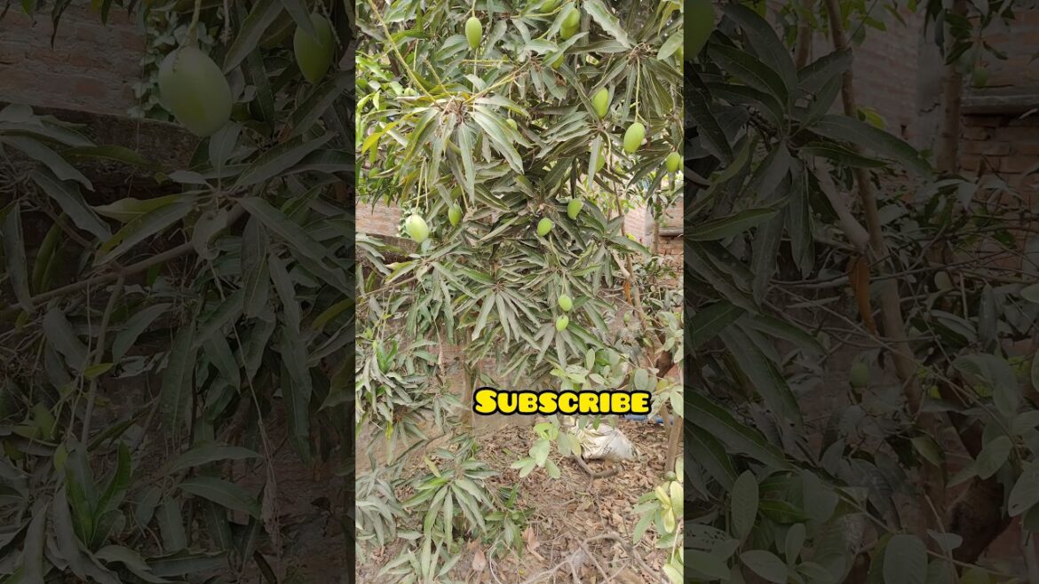 Mango Garden #mango #juice #aam #fruit #fruitcutting #fruittrees #tree #shortsfeed #shortsviral Mango Garden #mango #juice #aam #fruit #fruitcutting #fruittrees #tree #shortsfeed #shortsviral