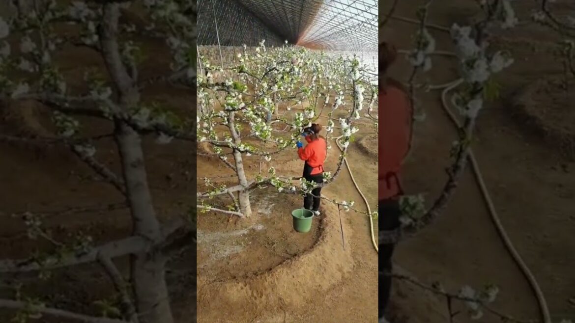 Smart work    #cactus #agriculture #aloevera #flower #roses #garden #tips #satisfying  #asrm #tricks