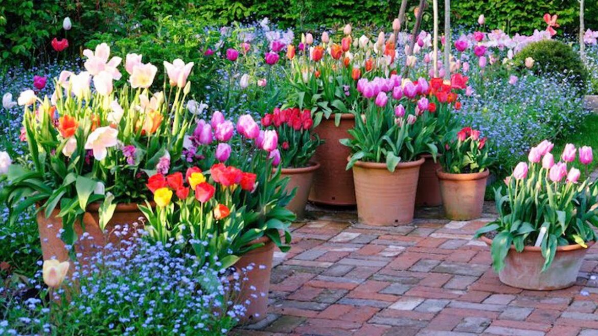 Chelsea Flower Show 2024: Tips and advice #chelseaflowershow #gardenideas #rhs bridgewater #viral