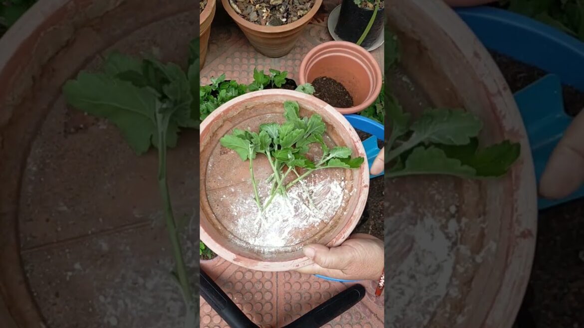 Godawari cutting propagation (Chrysanthemum)#gardening #trending #viral