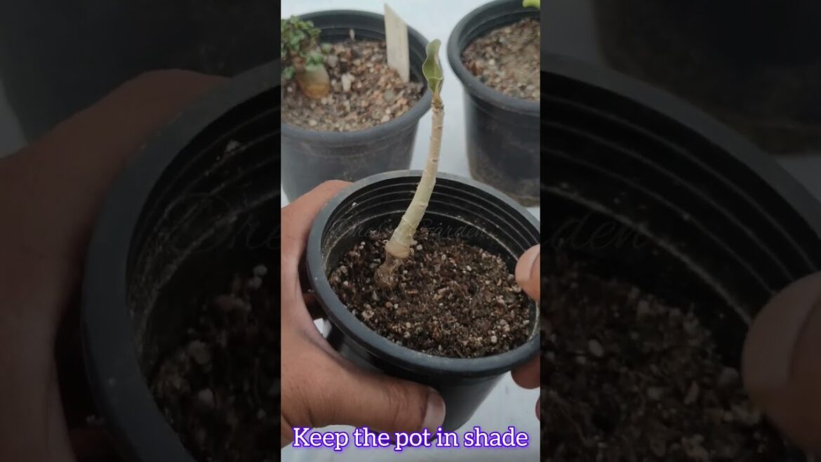 Reviving Rotted Adenium Seedlings / Adenium Care #fungardening # adenium #theonepage #shorts #farmya