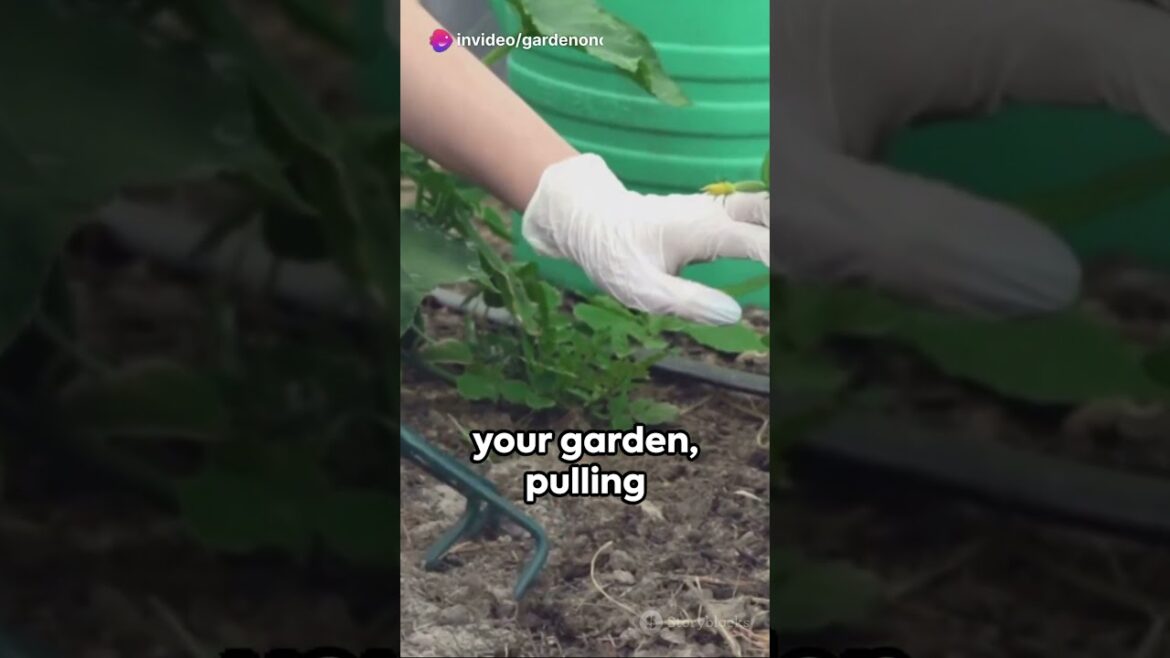 Conquering Weeds A Gardener’s Guide to Weed Control #shorts Conquering Weeds A Gardener's Guide to Weed Control #shorts