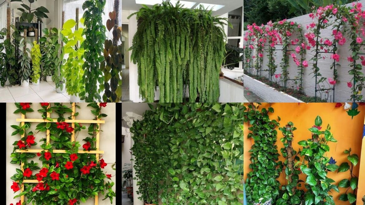 Modren Front Yard Landscaping ideas #FashionArrangeoutdoor Landscape ideas Garden decorations Modren Front Yard Landscaping ideas #FashionArrangeoutdoor Landscape ideas Garden decorations