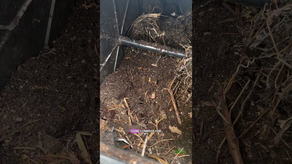 Filling a new raised bed #garden #raisedbedgardening #organicgardening #gardentips Filling a new raised bed #garden #raisedbedgardening #organicgardening #gardentips