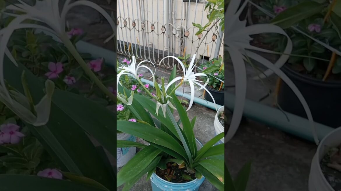 My Rooftop Garden New Flowers. Afroza Garden. #shorts  #gardening #flowers