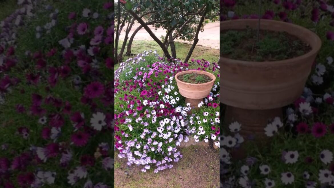 Most Beautiful Garden design ideas #Garden #Designs #myfirsthome